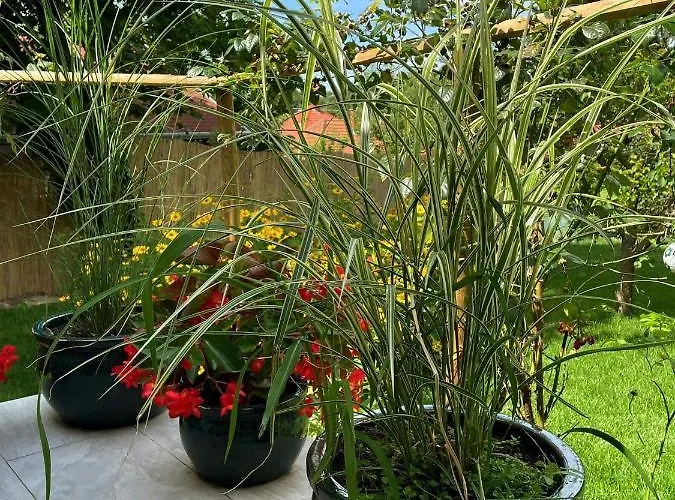 Kisvirag Vendeghaz 度假居 *